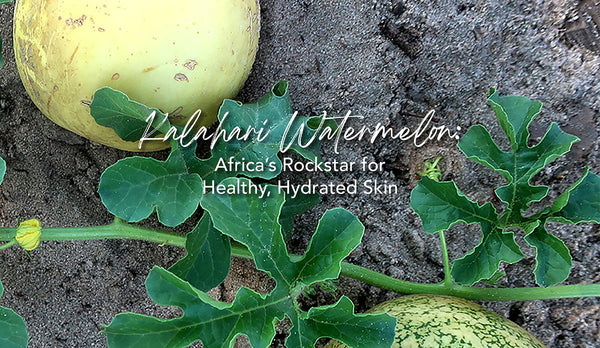 Kalahari Watermelon: Africa's Rockstar for Healthy, Hydrated Skin